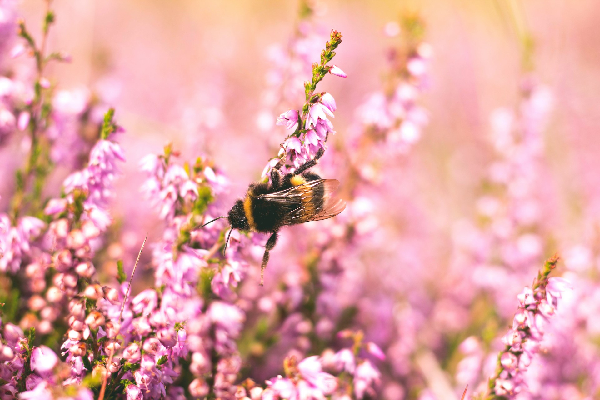 Bienvenue dans le monde des abeilles