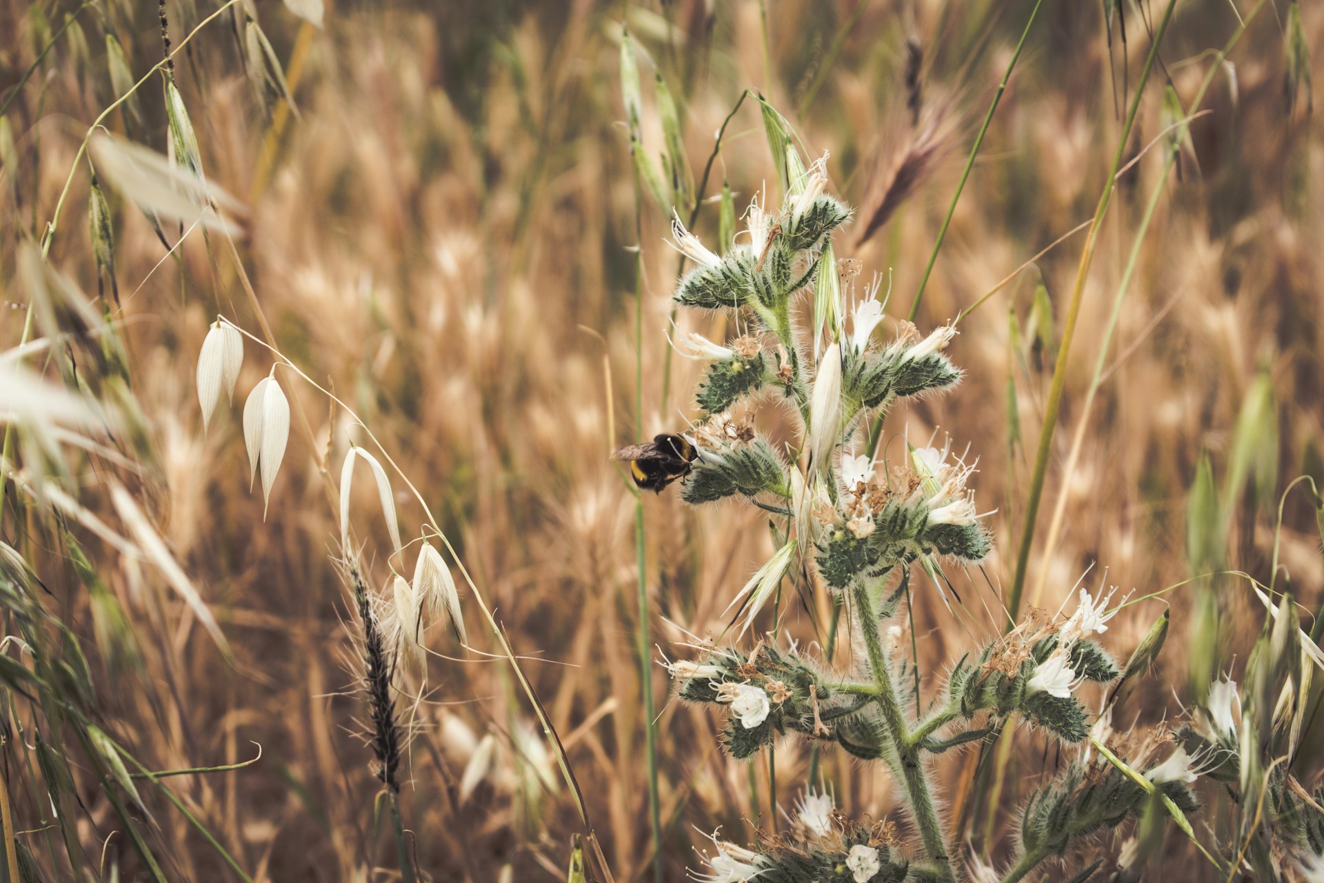 Le monde caché des abeilles sauvages du Canada